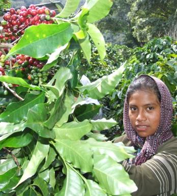 Tour coffee 
plantations with friendly local Tzutujil residents.